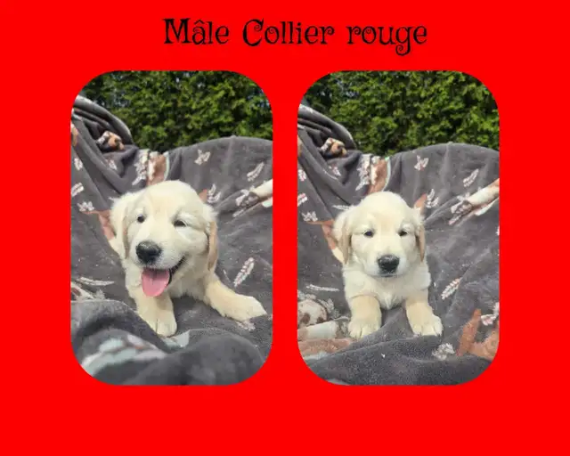 GOLDEN RETRIEVER PURE
