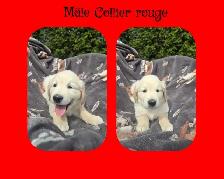 GOLDEN RETRIEVER PURE