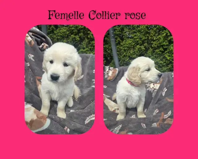 GOLDEN RETRIEVER PURE - Photo 2