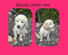 GOLDEN RETRIEVER PURE - Photo 2