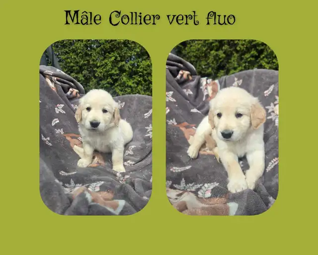 GOLDEN RETRIEVER PURE - Photo 3