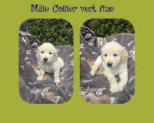 GOLDEN RETRIEVER PURE - Photo 3