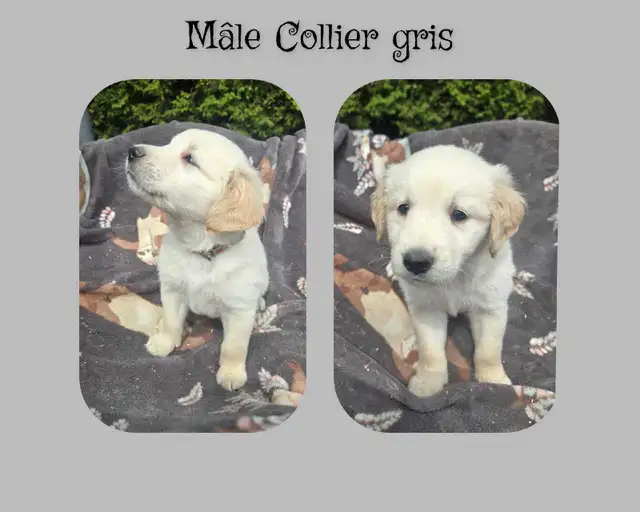 GOLDEN RETRIEVER PURE - Photo 4