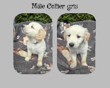 GOLDEN RETRIEVER PURE - Photo 4