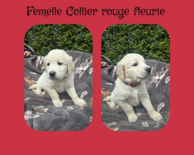 GOLDEN RETRIEVER PURE - Photo 5