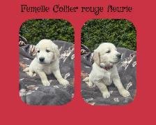 GOLDEN RETRIEVER PURE - Photo 5