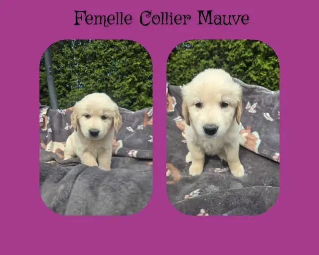 GOLDEN RETRIEVER PURE - Photo 6