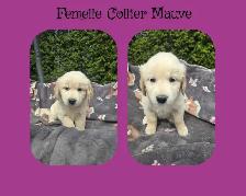 GOLDEN RETRIEVER PURE - Photo 6