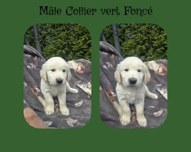 GOLDEN RETRIEVER PURE - Photo 7