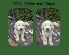 GOLDEN RETRIEVER PURE - Photo 7