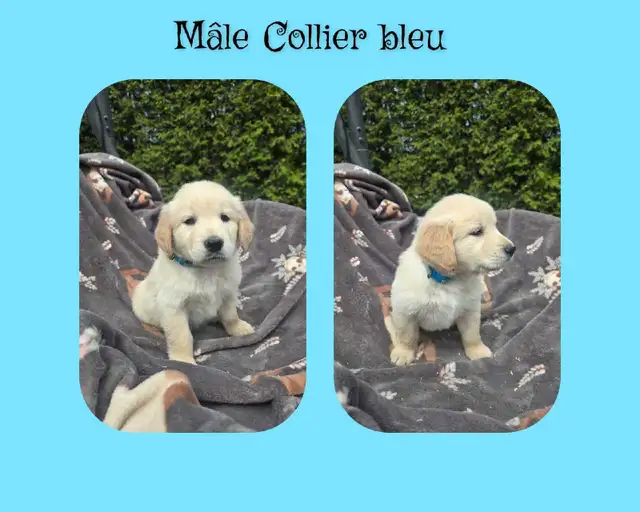 GOLDEN RETRIEVER PURE - Photo 8