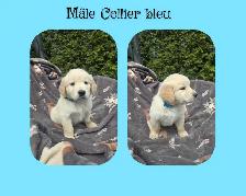 GOLDEN RETRIEVER PURE - Photo 8