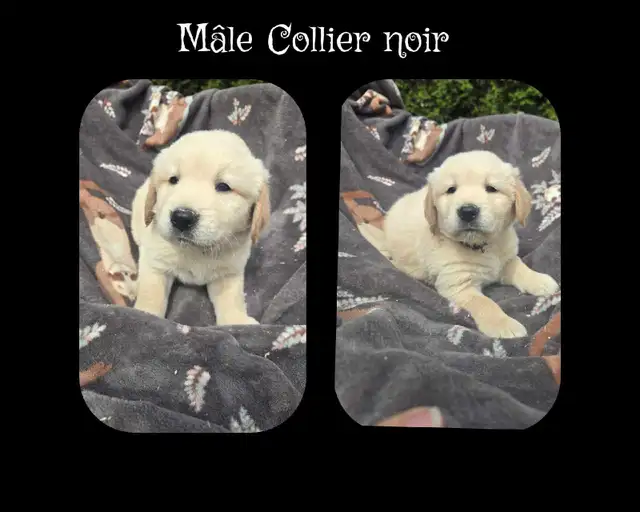 GOLDEN RETRIEVER PURE - Photo 9