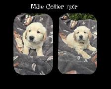 GOLDEN RETRIEVER PURE - Photo 9