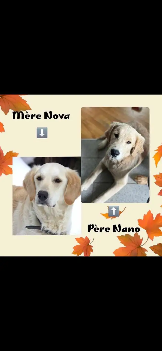 GOLDEN RETRIEVER PURE - Photo 10