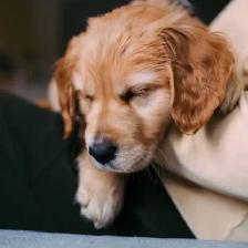 Fetch An Fable Puppies Looking For A New Home