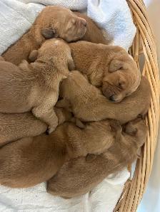 Fetch An Fable Puppies Looking For A New Home - Photo 3