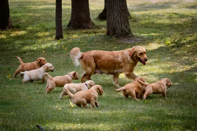 Fetch An Fable Puppies Looking For A New Home - Photo 5