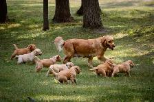 Fetch An Fable Puppies Looking For A New Home - Photo 5