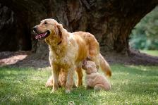 Fetch An Fable Puppies Looking For A New Home - Photo 6
