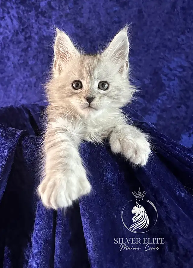 Adorable TICA Registered European Maine Coon Kittens!