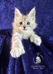 Adorable TICA Registered European Maine Coon Kittens!