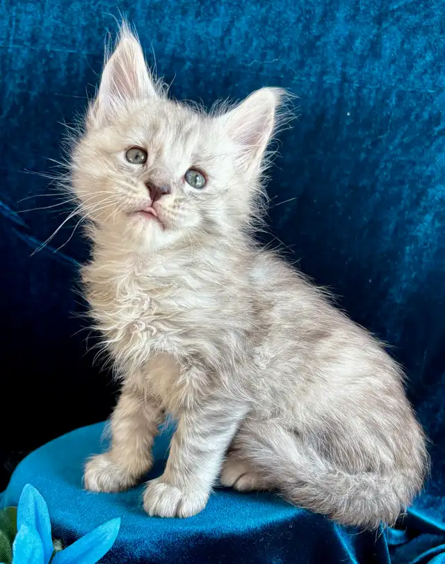 Adorable TICA Registered European Maine Coon Kittens! - Photo 2