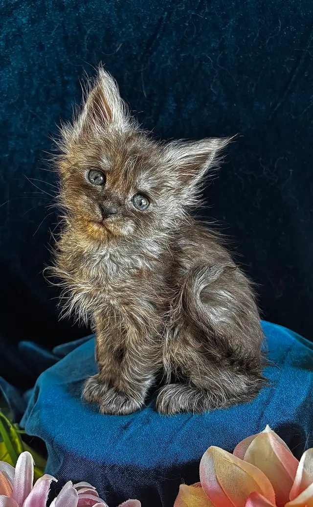 Adorable TICA Registered European Maine Coon Kittens! - Photo 3