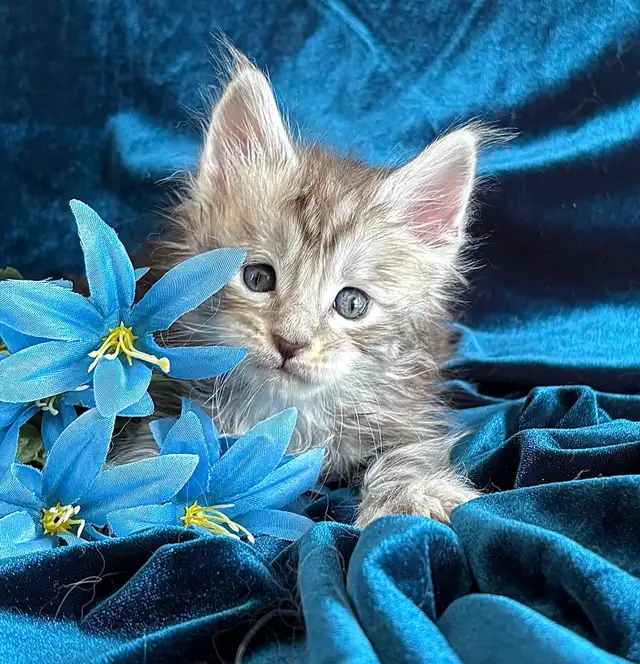 Adorable TICA Registered European Maine Coon Kittens! - Photo 4