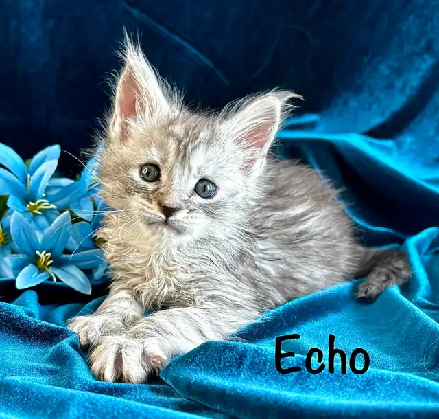 Adorable TICA Registered European Maine Coon Kittens! - Photo 5