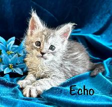 Adorable TICA Registered European Maine Coon Kittens! - Photo 5