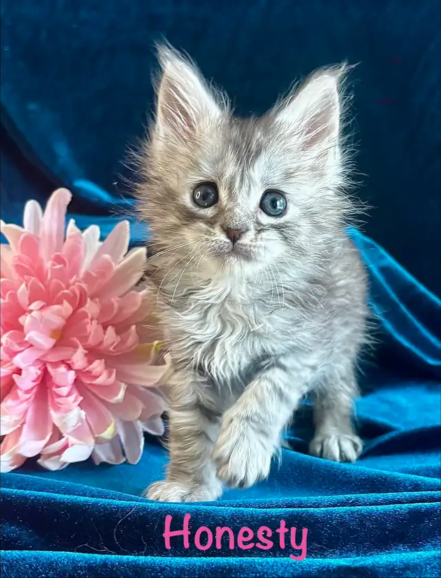 Adorable TICA Registered European Maine Coon Kittens! - Photo 6