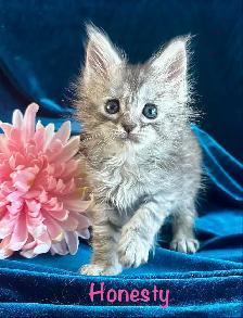 Adorable TICA Registered European Maine Coon Kittens! - Photo 6