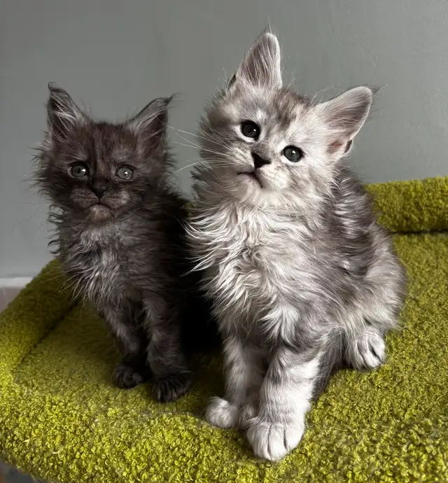 Adorable TICA Registered European Maine Coon Kittens! - Photo 7