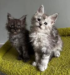 Adorable TICA Registered European Maine Coon Kittens! - Photo 7