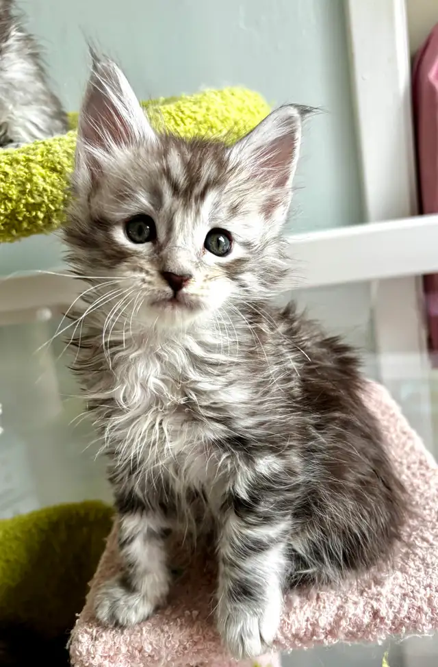 Adorable TICA Registered European Maine Coon Kittens! - Photo 8