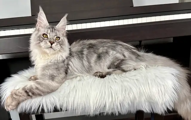 Adorable TICA Registered European Maine Coon Kittens! - Photo 10