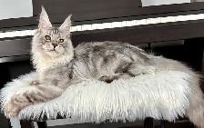 Adorable TICA Registered European Maine Coon Kittens! - Photo 10