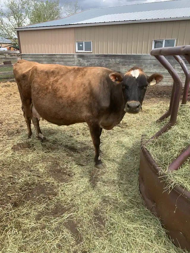 Milk cow