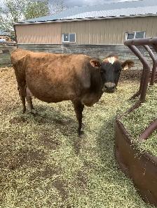 Milk cow
