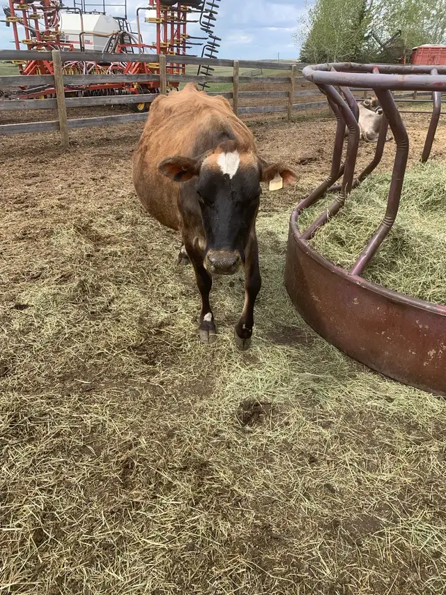 Milk cow - Photo 2