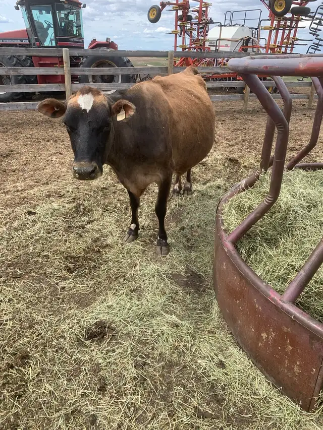 Milk cow - Photo 3
