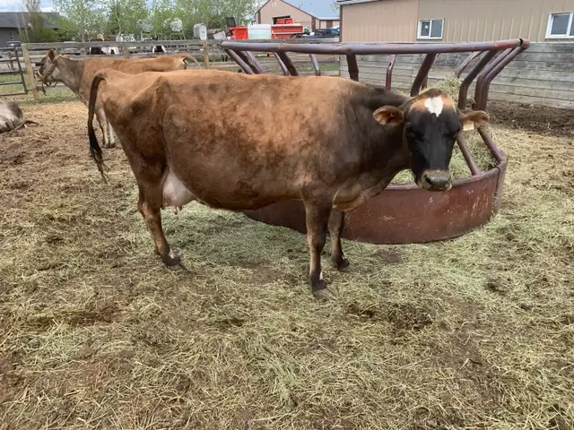 Milk cow - Photo 4
