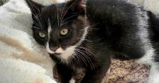 Kitten for sale Available