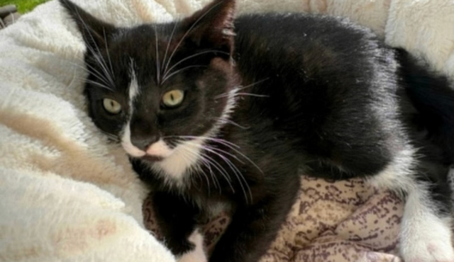Kitten for sale Available - Photo 2