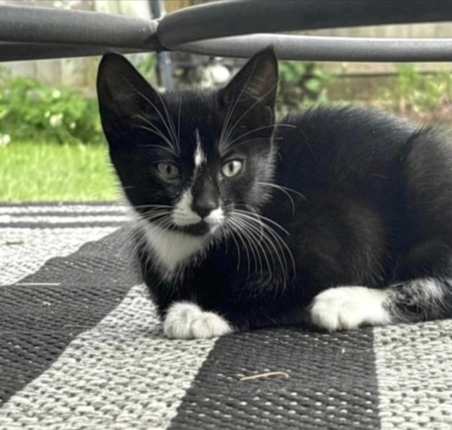 Kitten for sale Available - Photo 3