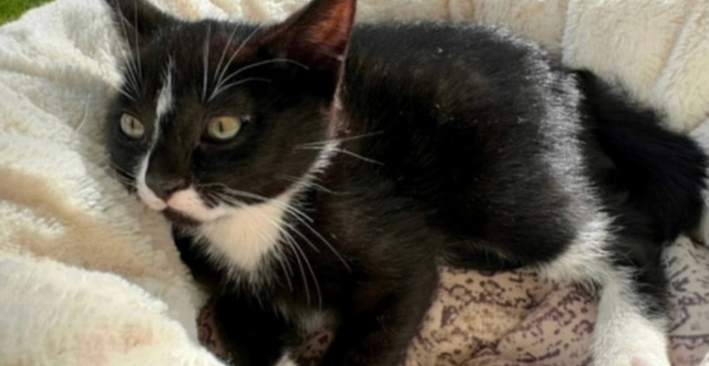 Kitten for sale Available - Photo 4