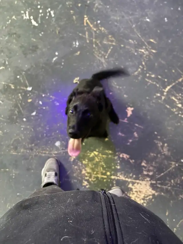 Bébé Malinois