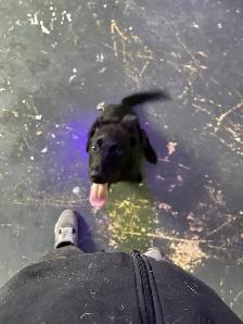 Bébé Malinois