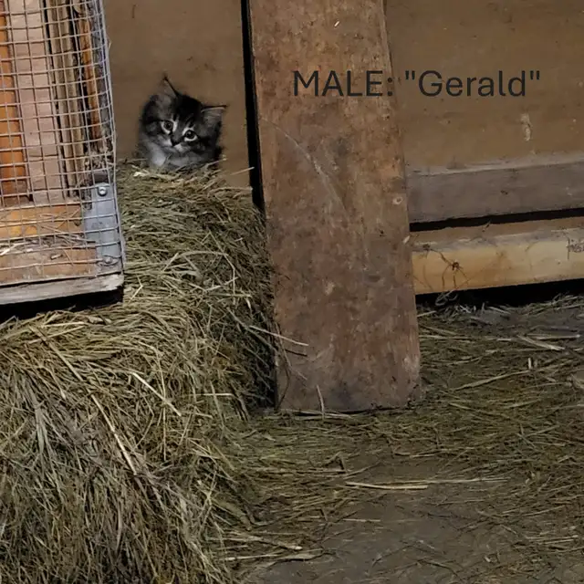 Kittens raised in rural setting ready for FUR-ever home!